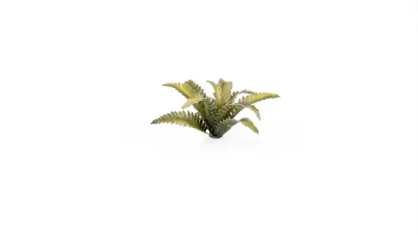 Gamers Grass Deer Fern