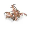 Gamers Grass Dry Bracken