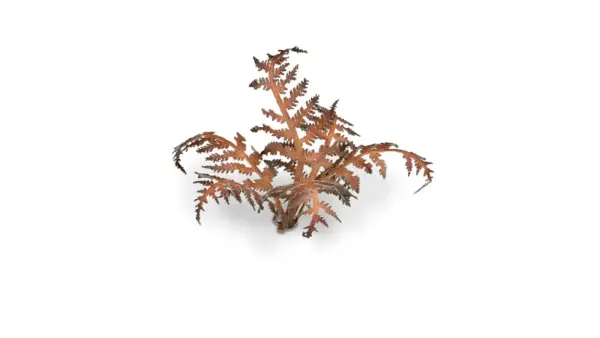Gamers Grass Dry Bracken