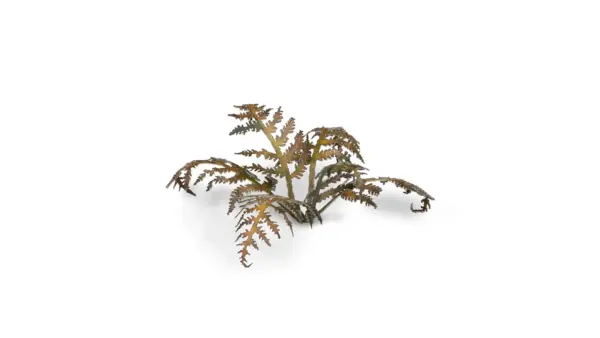 Gamers Grass Dry Bracken