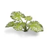 Gamers Grass Monstera