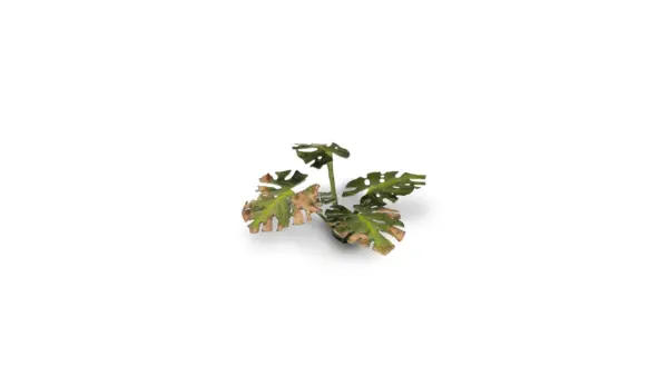Gamers Grass Monstera