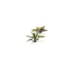 Gamers Grass Plantain Lily