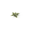 Gamers Grass Plantain Lily