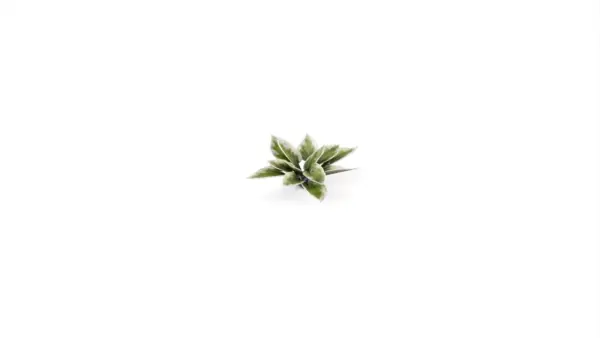 Gamers Grass Plantain Lily